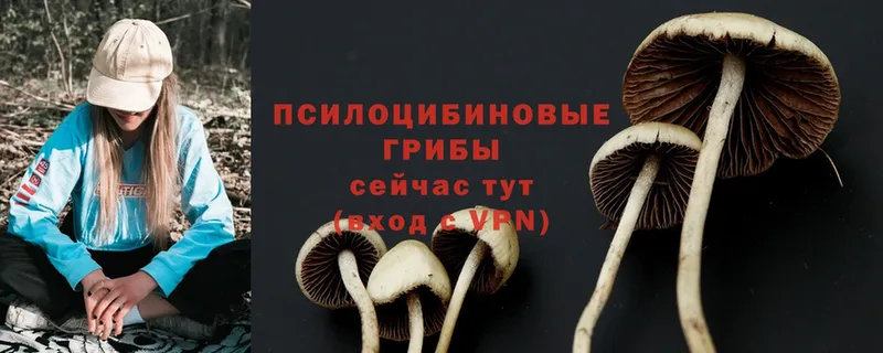 Псилоцибиновые грибы Cubensis Кумертау